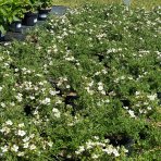 Nátržník krovitý (Potentilla fruticosa) ´BELLA BIANCA´® - ∅ 30-40 cm, kont. C3L